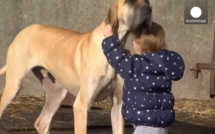 Charlie, chien détecteur de crise d'épilepsie